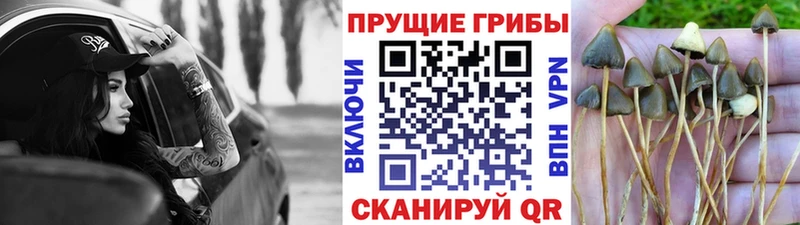 мега как войти  Светлоград  Галлюциногенные грибы мицелий 